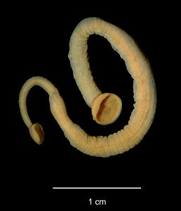 Catalog Number:	USNM 121384
Scientific Name:	Trachelobdella lubrica (Grube, 1840)
Identified By:	Meyer, M. C.
Classification:	Animalia, Annelida, Hirudinea, Piscicolidae
Common Name:	Leeches
Collectio