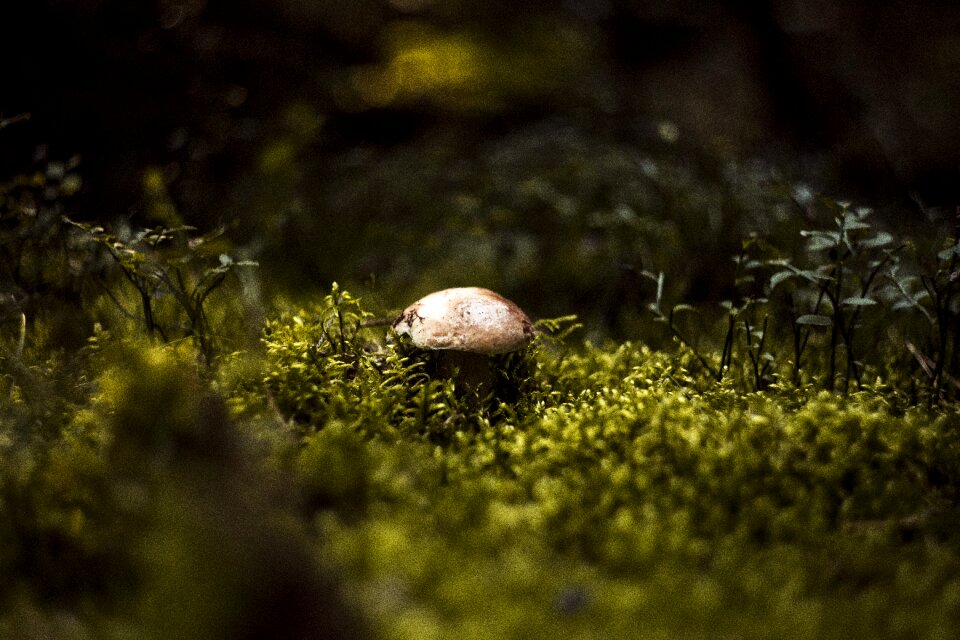 Autumn mushrooms red
