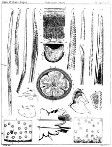 Plate XV from "An account of the petrological, botanical, and zoological collections made in kerguelen's land and rodriguez during the transit of Venus expedition carried out by order of Her Majesty's