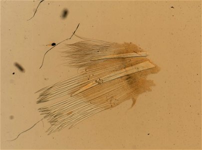 PRESERVED_SPECIMEN; ; ; microslide; IZ number 96989; lot count 1; Microslide 01, glycerin, parapodia; Microslide 01, glycerin, elytra; other number 242;