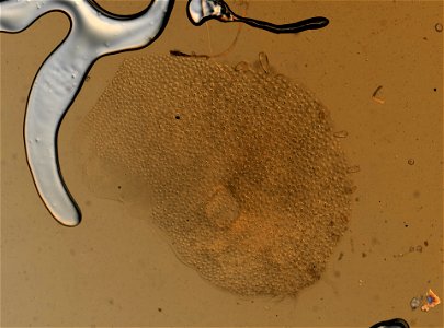 PRESERVED_SPECIMEN; ; ; microslide; IZ number 96990; lot count 1; Microslide 01, glycerin, parapodia; Microslide 01, glycerin, elytra; other number 266;