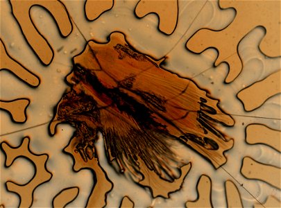 PRESERVED_SPECIMEN; ; ; microslide; IZ number 96991; lot count 1; Microslide 01, glycerin, parapodia; Microslide 01, glycerin, elytra; other number 267;
