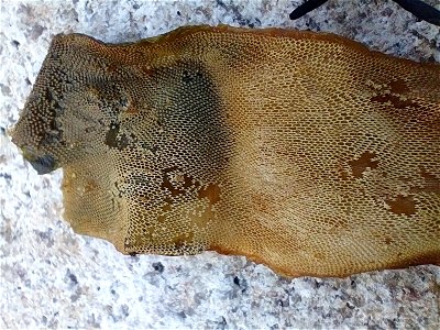 kelp lace bryozoan (Membranipora membranacea) photo
