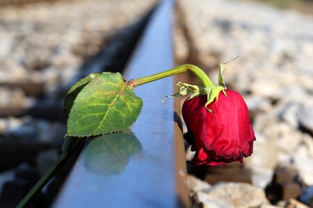 Touching loving memory tragedy