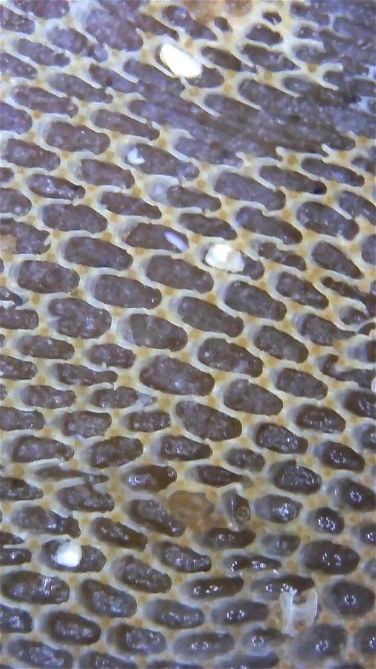 kelp lace bryozoan (Membranipora membranacea)