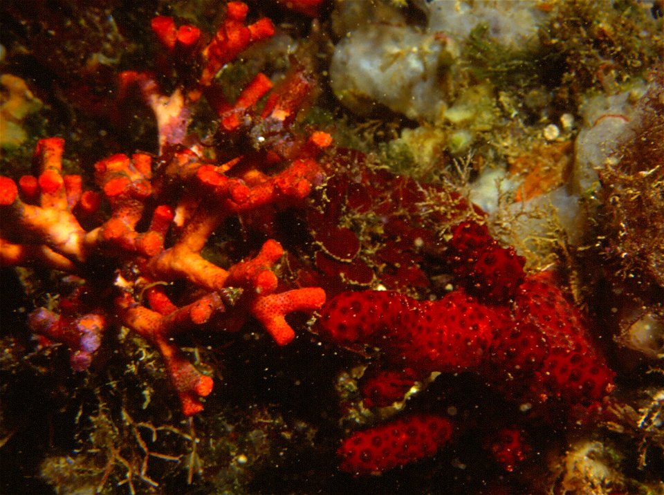 Myriapora truncata (Pallas, 1766), Alcyonium acaule Marion, 1878 - Banyuls-sur-Mer : 08/82