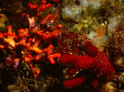 Myriapora truncata (Pallas, 1766), Alcyonium acaule Marion, 1878 - Banyuls-sur-Mer : 08/82 photo