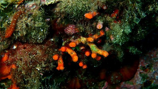 False Coral (Myriapora truncata) photo