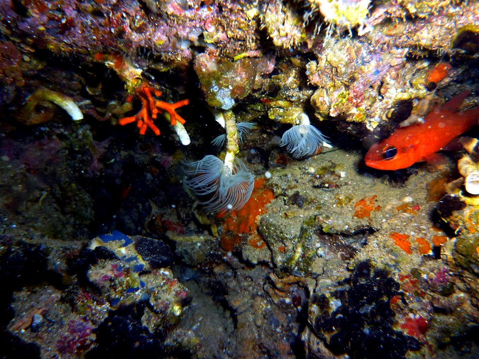 Myriapora truncata (falso coral rojo), Protula intestinum en el centro y Apogon imberbis (salmonete real) a la derecha en El Portús (Cartagena, Spain).