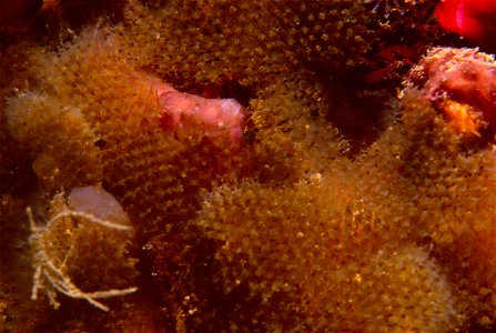 Beania magellanica (Busk, 1852) - Banyuls-sur-Mer : 07/88 photo