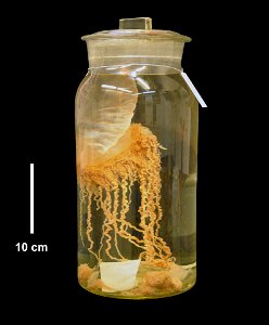 PRESERVED_SPECIMEN; ; ; 10% form.; recent gallery; IZ number 35243; lot count 1; 1933-03-03T00:00:00Z photo