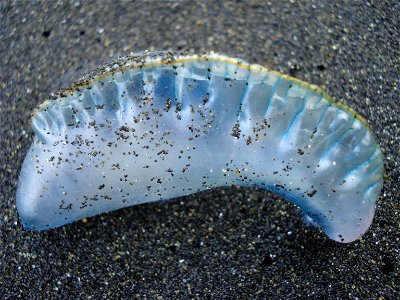 Something that was found on a beach on la Gomera, not sure what it is. - Something living ? (http://commons.wikimedia.org/wiki/File_talk:La_gomera_beach.JPG) photo