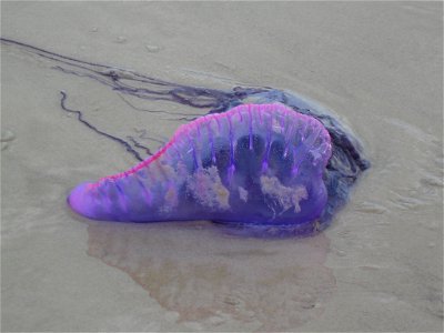 Caravela na praia em São Luís photo