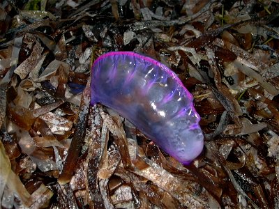 portuguese man o'war south east coast of Grand Cayman Island.2004