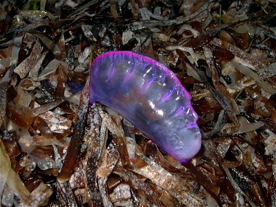 portuguese man o'war south east coast of Grand Cayman Island.2004 photo