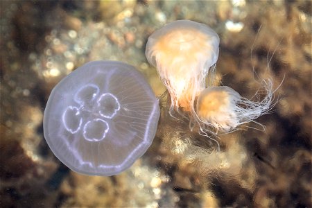 Two lion's mane jellyfishes (Cyanea capillata) and a moon jellyfish (Aurelia aurita) in Gullmarn fjord at Sämstad, Lysekil Municipality, Sweden. The jelly medusas are still quite small, about 5–6&#160 photo