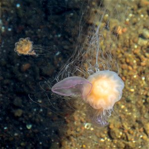 A lion's mane jellyfish (Cyanea capillata) using its tentacles have caught two moon jellyfishes (Aurelia aurita) and is going for a third in Gullmarn fjord at Sämstad, Lysekil Municipality, Sweden. Th photo