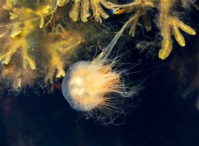 A small Lion's mane jellyfish (Cyanea capillata) in Gullmarn fjord at Sämstad, Lysekil Municipality, Sweden. This specimen is about 8–10 cm (3.1–3.9 in) in diameter and the tentacles are abo photo