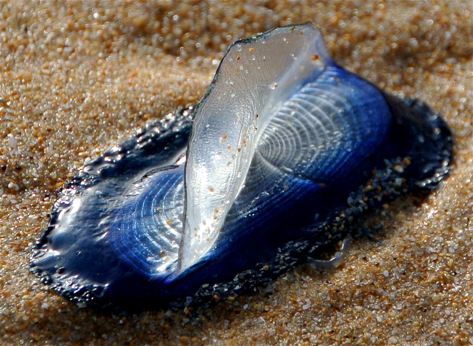 Velella velella on the southern coast of Sicily.