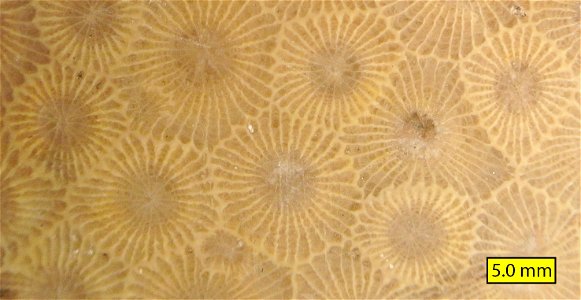 Close view of Hexagonaria percarinata, a Devonian rugose coral from Michigan. photo