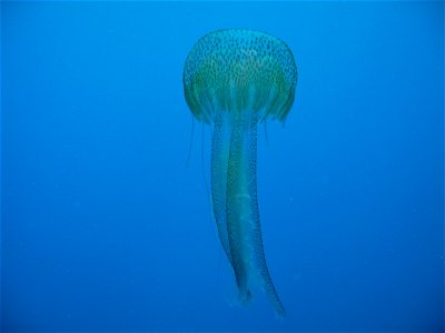 an image showing a jellyfish in Adriatic Sea. photo