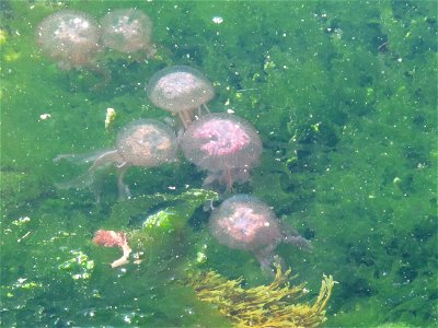 Small jellyfishes at the foot of the fortified monastery of Saint-Honorat island (Alpes-Maritimes, France).
