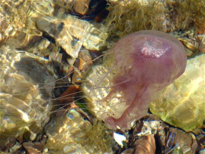 Pelagia noctiluca in waters of cote d'azur south france photo