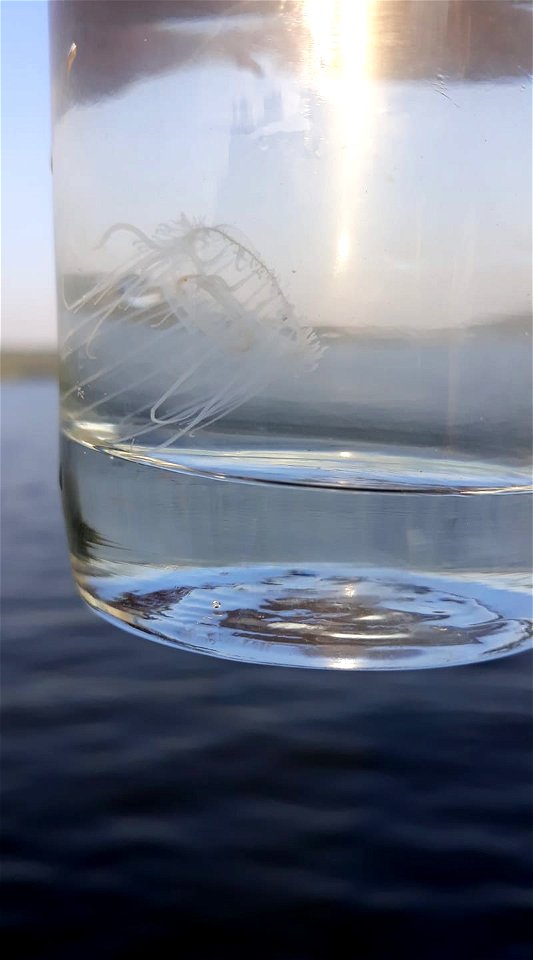 Craspedacusta sowerbii in Lake Muhazi
