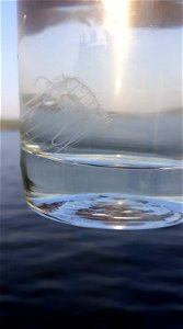 Craspedacusta sowerbii in Lake Muhazi