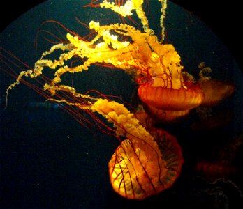 Chrysaora fuscescens at the Birch Aquarium in San Diego, California, USA.