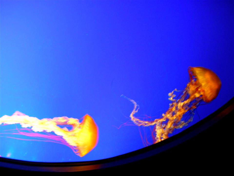 Sea Nettle Jelly, Jellyfish, Vancouver Aquarium, British Columbia, Canada.
