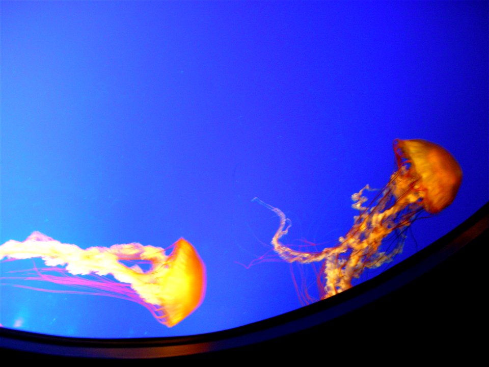 Sea Nettle Jelly, Jellyfish, Vancouver Aquarium, British Columbia, Canada. photo