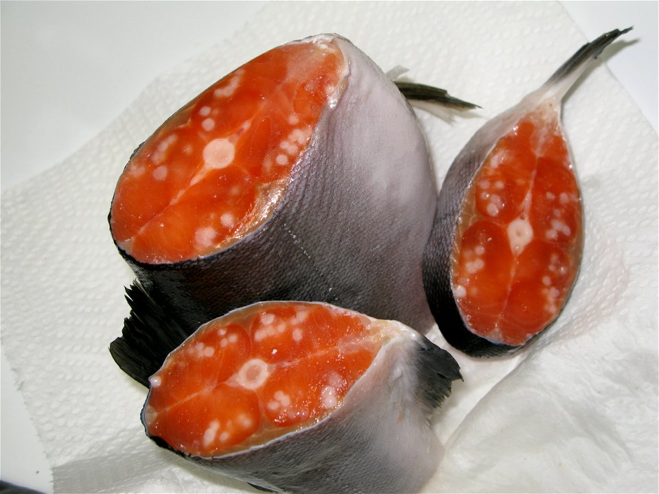 Sample of parasite infected pink salmon