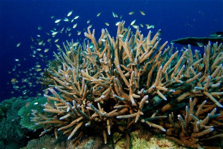 Hertshoorn koraal photo