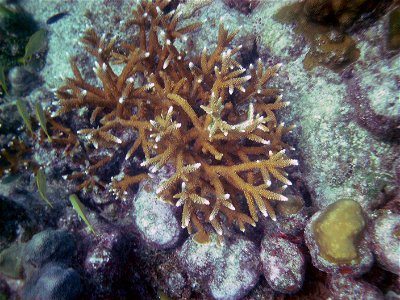 The endangered Staghorn coral (Acropora cervicornis) alive at Looe Key. July 1, 2010.