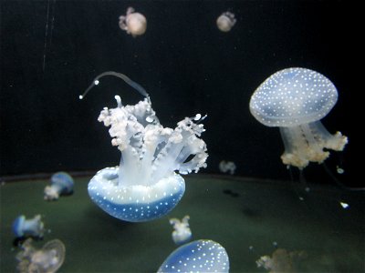 Phyllorhiza punctata octopus jellyfishs in Berlin Zoo photo