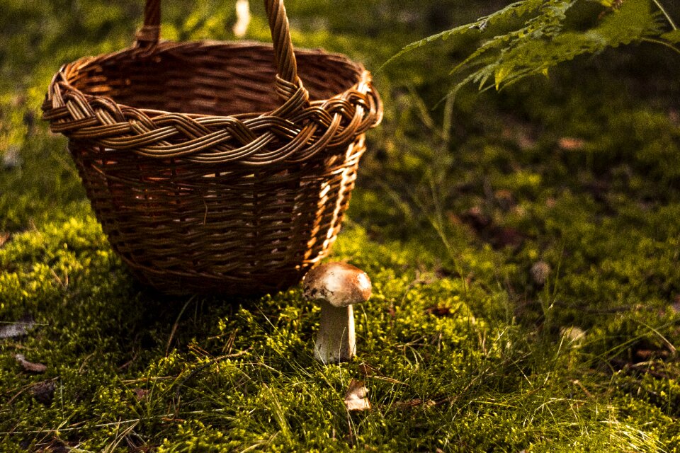 Autumn mushrooms red