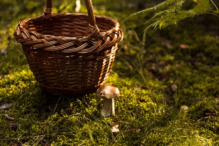 Autumn mushrooms red photo