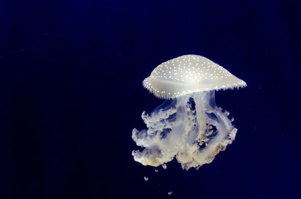 Phyllorhiza punctata (Jellyfish)