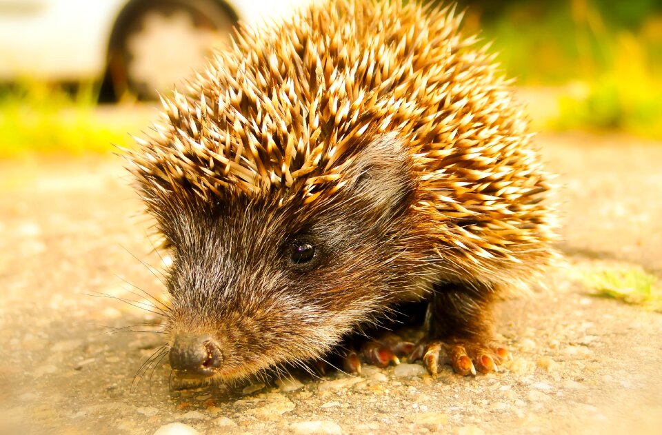 National beautiful spikes