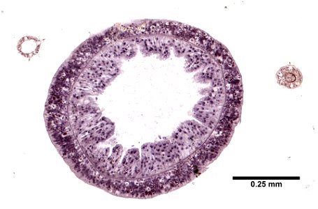 PRESERVED_SPECIMEN; ; ; microslide; Cnidaria demo; IZ number 77100; lot count 1; Microslide 01, balsam, thin section;