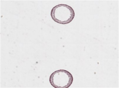 PRESERVED_SPECIMEN; ; ; microslide; IZ number 91800; lot count 1; Microslide 01, balsam, cross section;