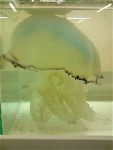 Animalia (Kingdom) 
Cnidaria (Phylum) 
Scyphozoa (Class) 
Discomedusae (Subclass) 
Rhizostomeae (Order) 
Daktyliophorae (Suborder) 
Rhizostomatidae (Family) 
Rhizostoma (Genus)

Rhizostoma pulmo (by M
