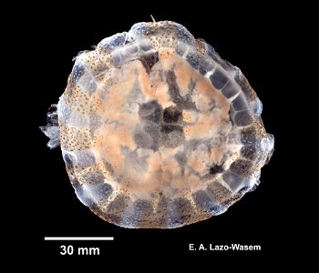 PRESERVED_SPECIMEN; ; ; 10% form.; Ginsburg; IZ number 101923; lot count 1; 2017-09-22T00:00:00Z