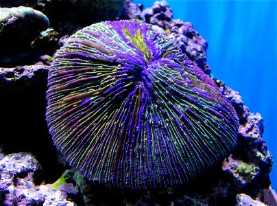 The coral Fungia fungites at the Birch Aquarium in San Diego, California, USA.