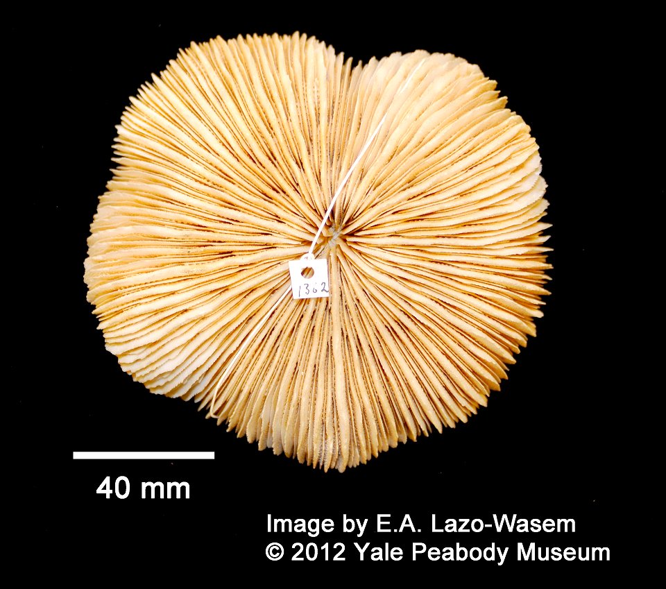 PRESERVED_SPECIMEN; ; ; dry; IZ number 1362; lot count 1; 1761-01-01T00:00:00Z