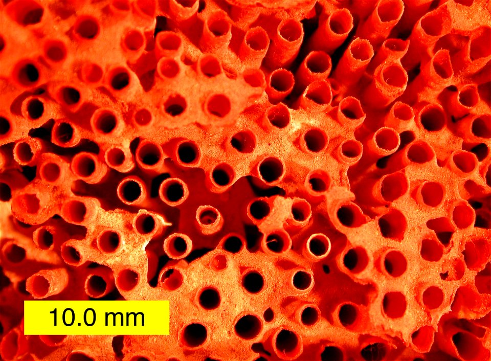 Close-up of modern Tubipora specimen.