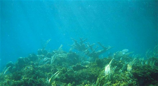 Elkhorn coral (Acropora palmata) on the crest of Gaulin Reef, San Salvador Island, Bahamas.  June 24, 1999.