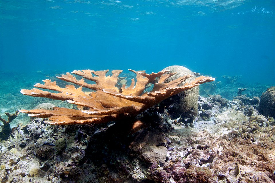 A transplanted, thriving elkhorn coral near Vega Baja, Puerto Rico in 2014.
(For more information visit  NOAA Office of Response and Restoration)