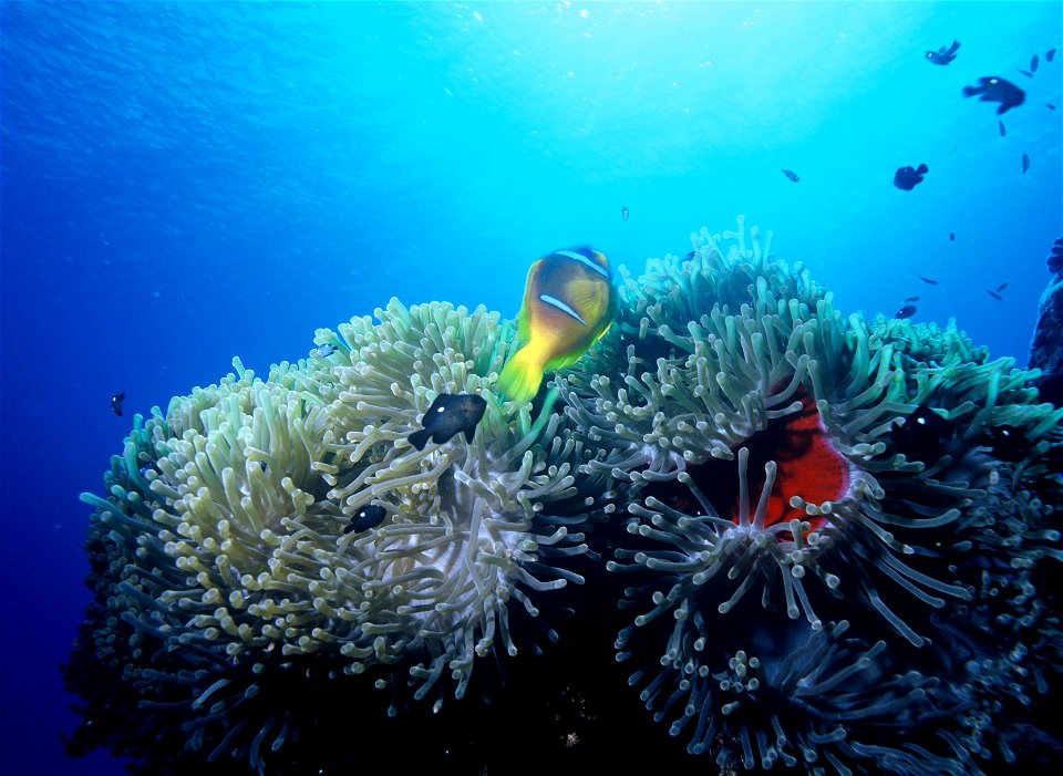 DescriptionAmphiprion.JPG

Amphiprion bicinctus Amphiprion (Clownsvis_



Date

1990



Source

Rode Zee



Author

Albert Kok



Permission(Reusing this file)

Piblic Domain